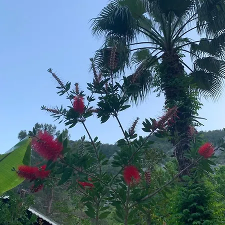 Adabella Πανσιόν Çıralı